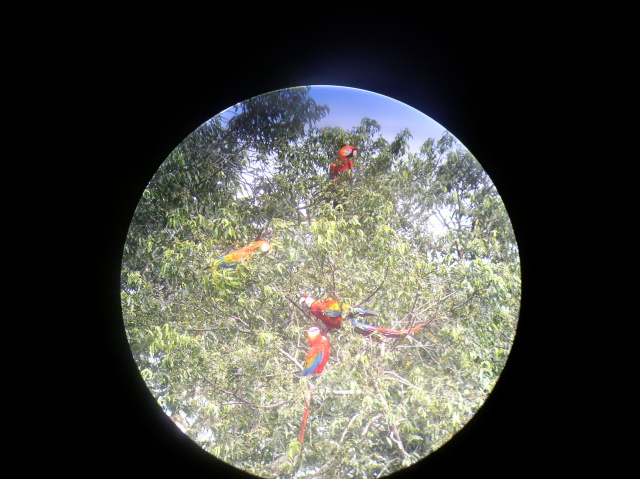 Parrots in Peru